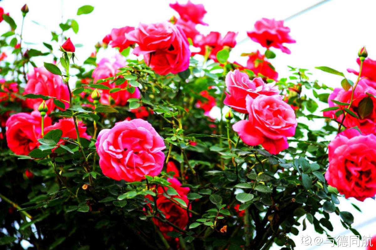 c834 4K高清画质小清粉红色玫瑰花月季花绽放花朵鲜花盛开壮美大自然景色动态视频素材_哔哩哔哩_bilibili