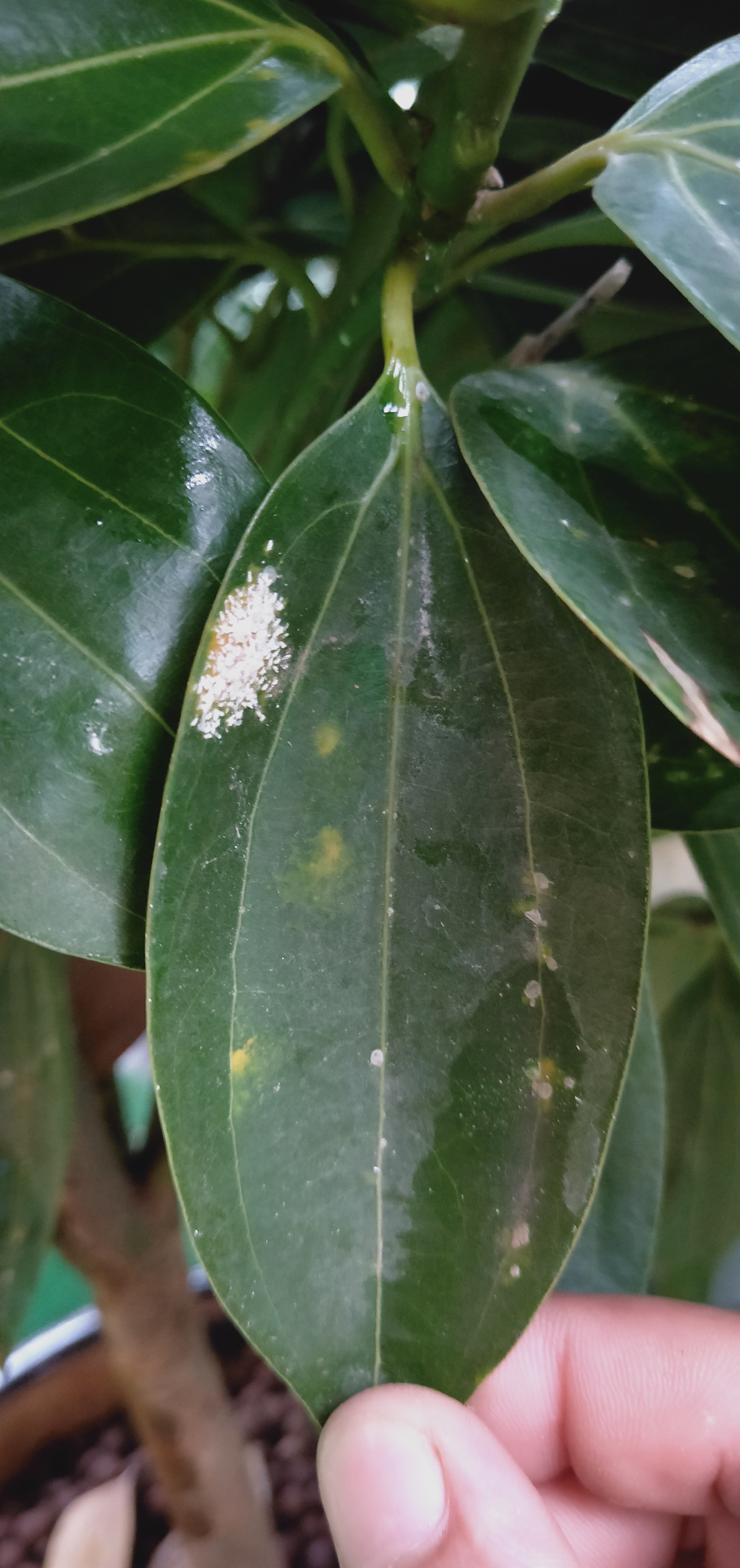 植物白斑病图片 早期图片