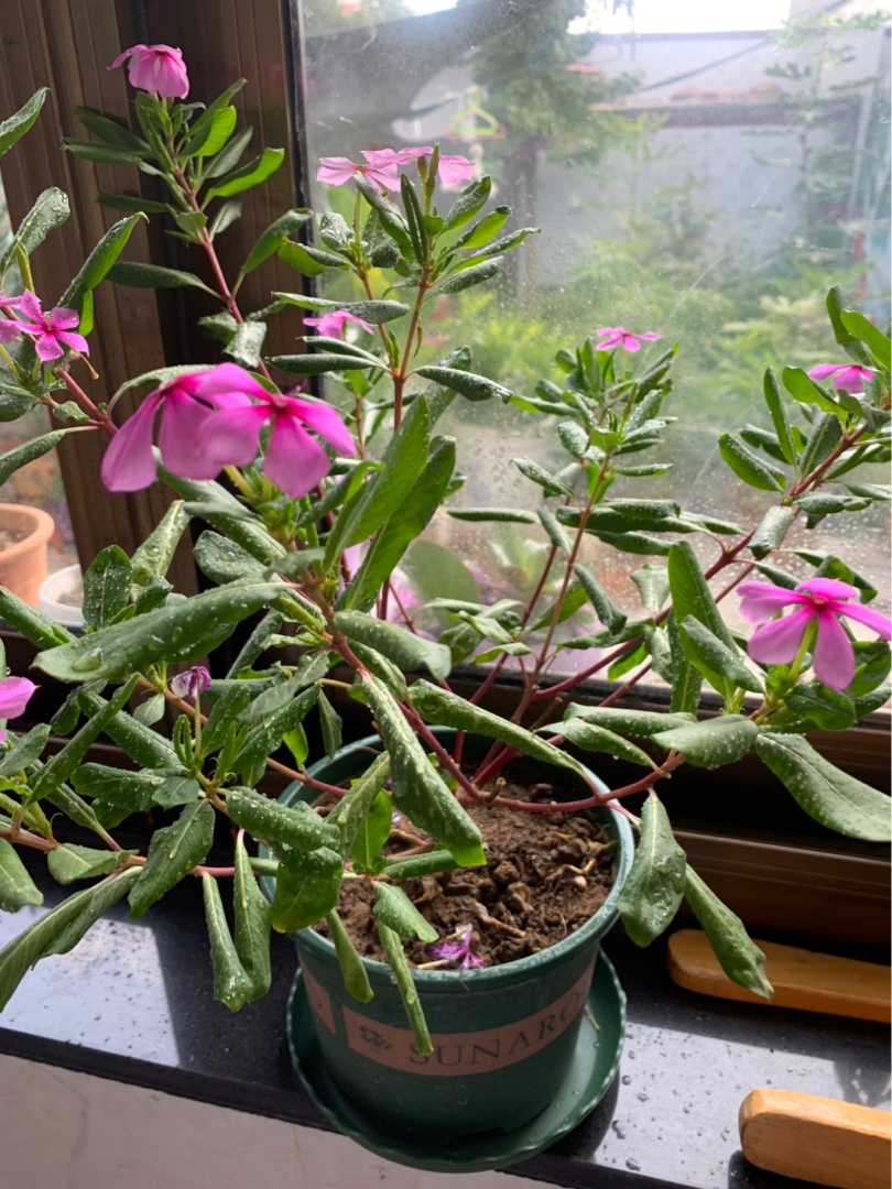 长春花叶子卷曲黄叶