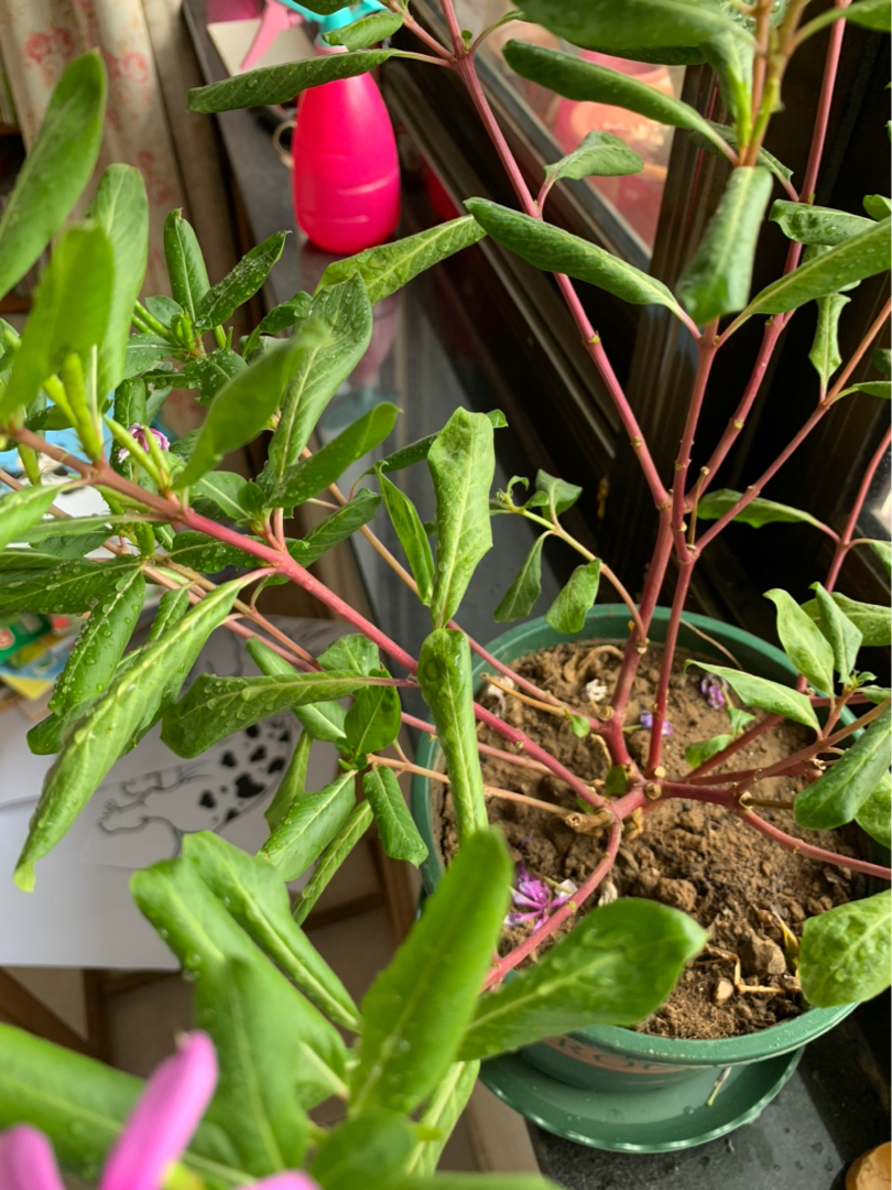 长春花叶子卷曲黄叶