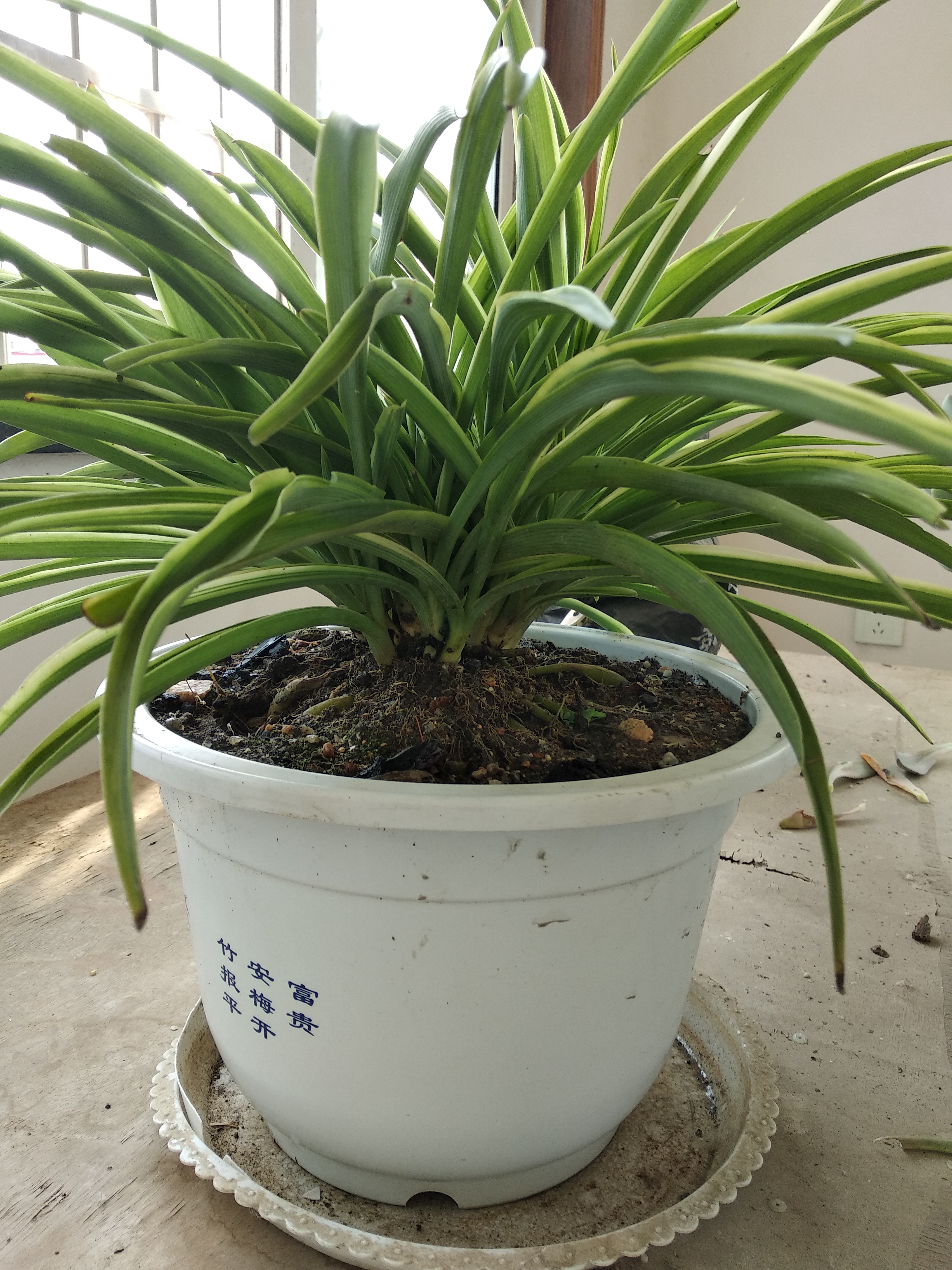 吊兰之美提根首选