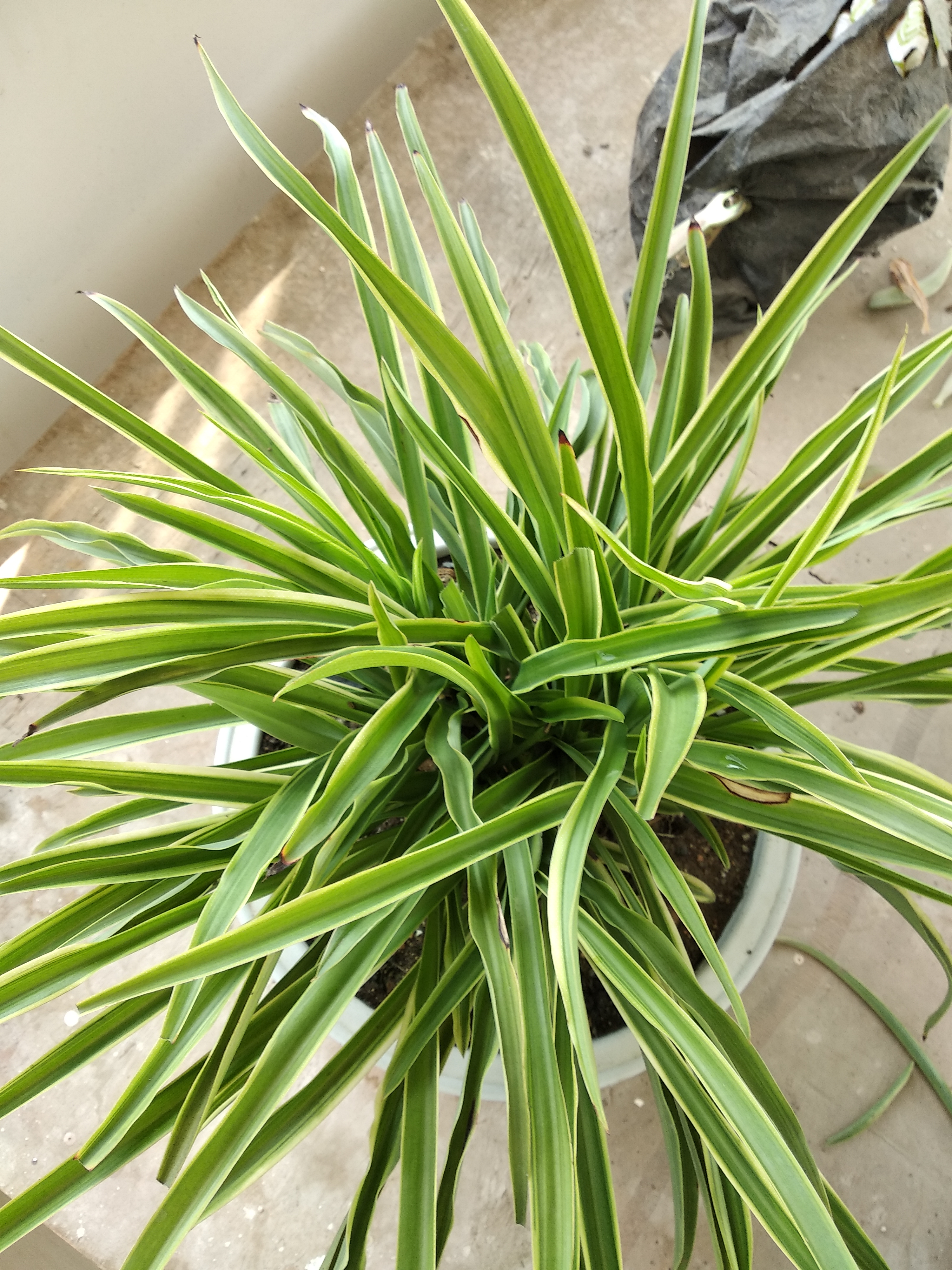 吊兰之美提根首选