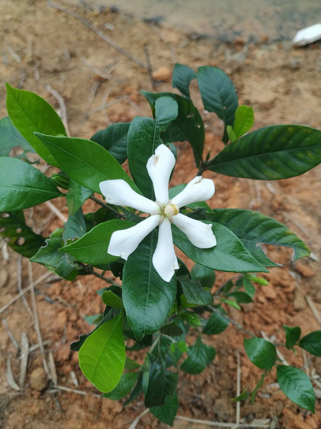 野生栀子花香味很浓