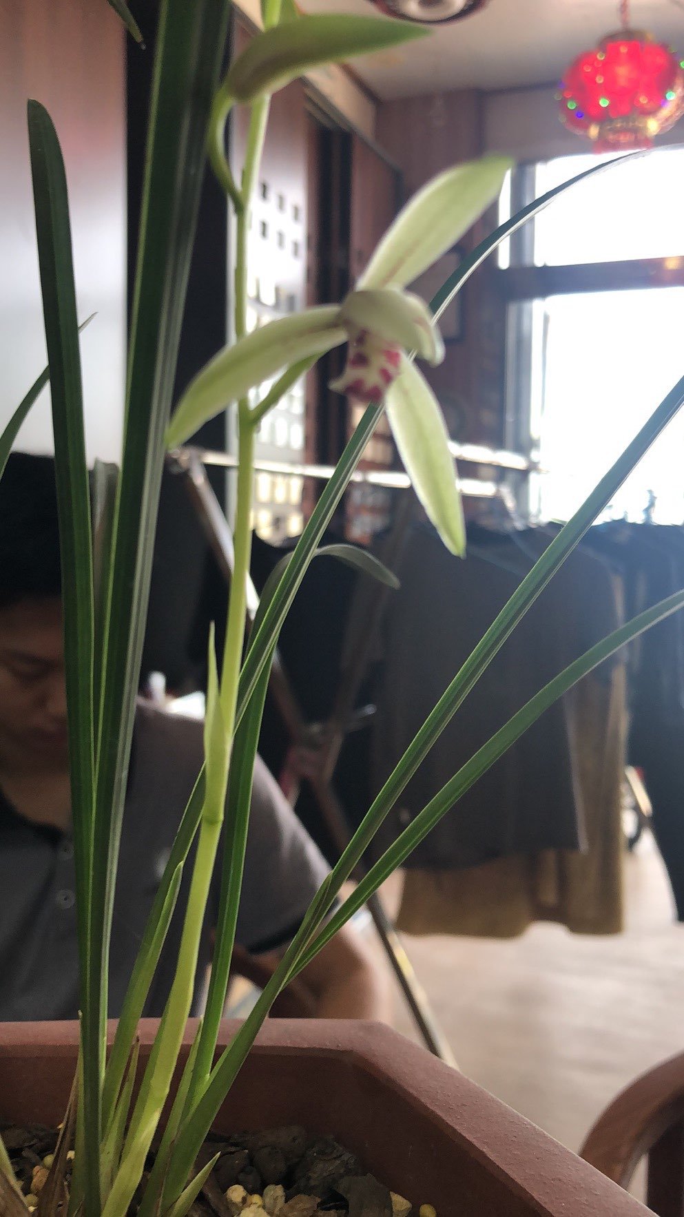 这是什么品种的兰花