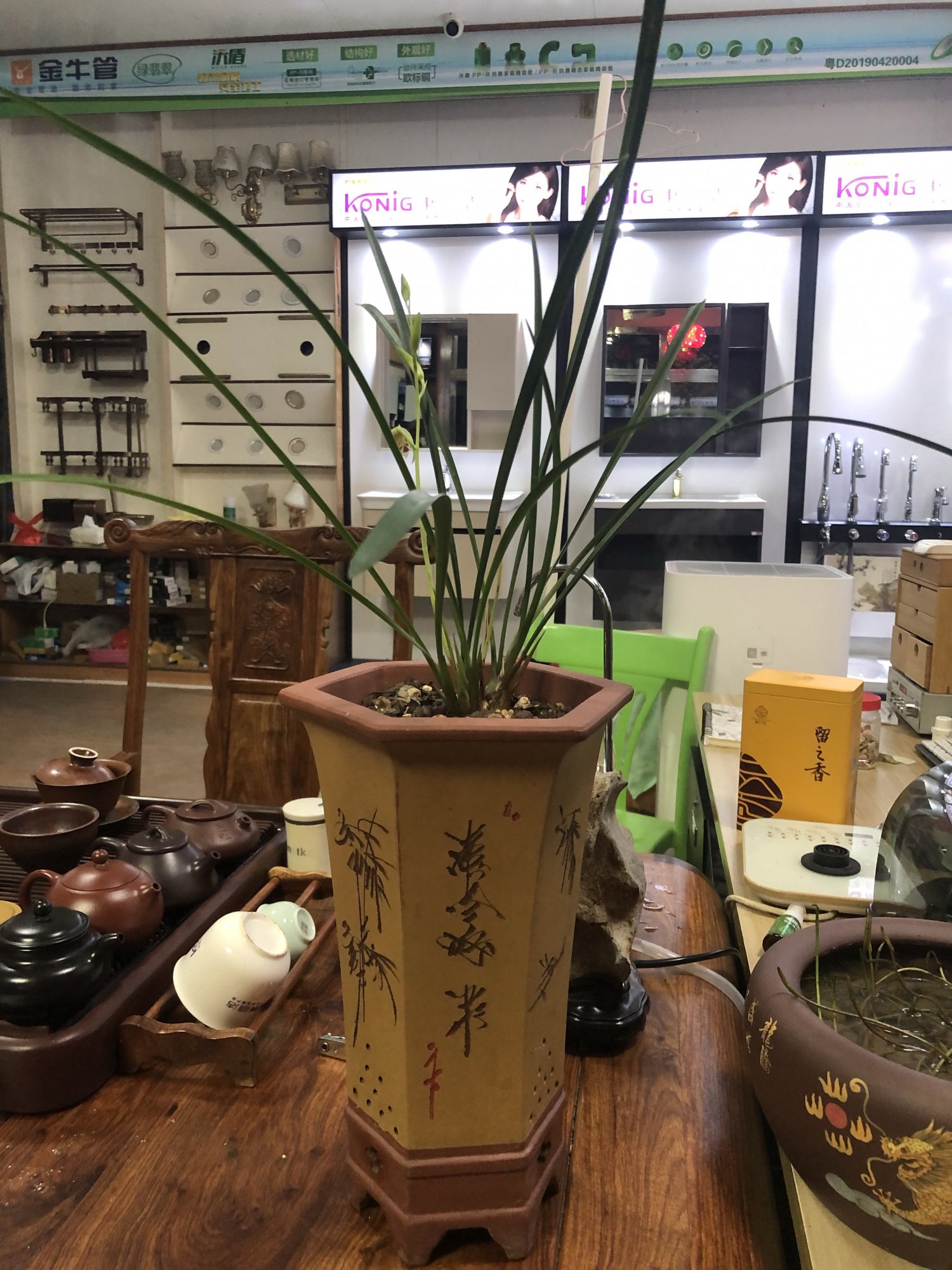 这是什么品种的兰花