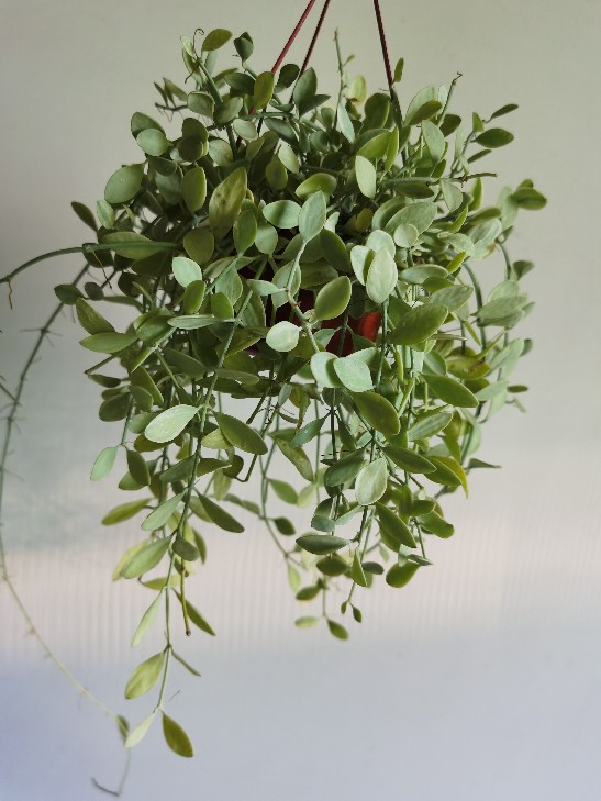 赠人玫瑰手留余香