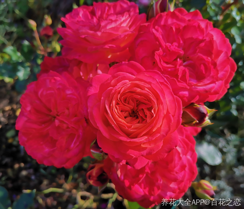 我家花园里夏秋的月季花
