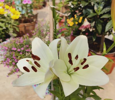 吊兰什么时候开花