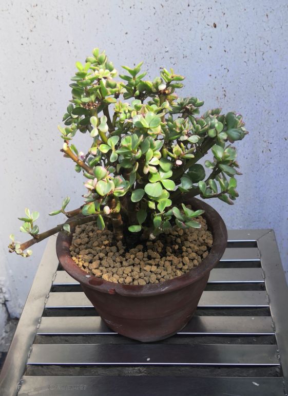 金枝玉叶～小盆栽放大缩小正文大小:放大缩小图片大小:上海市 虹口区2