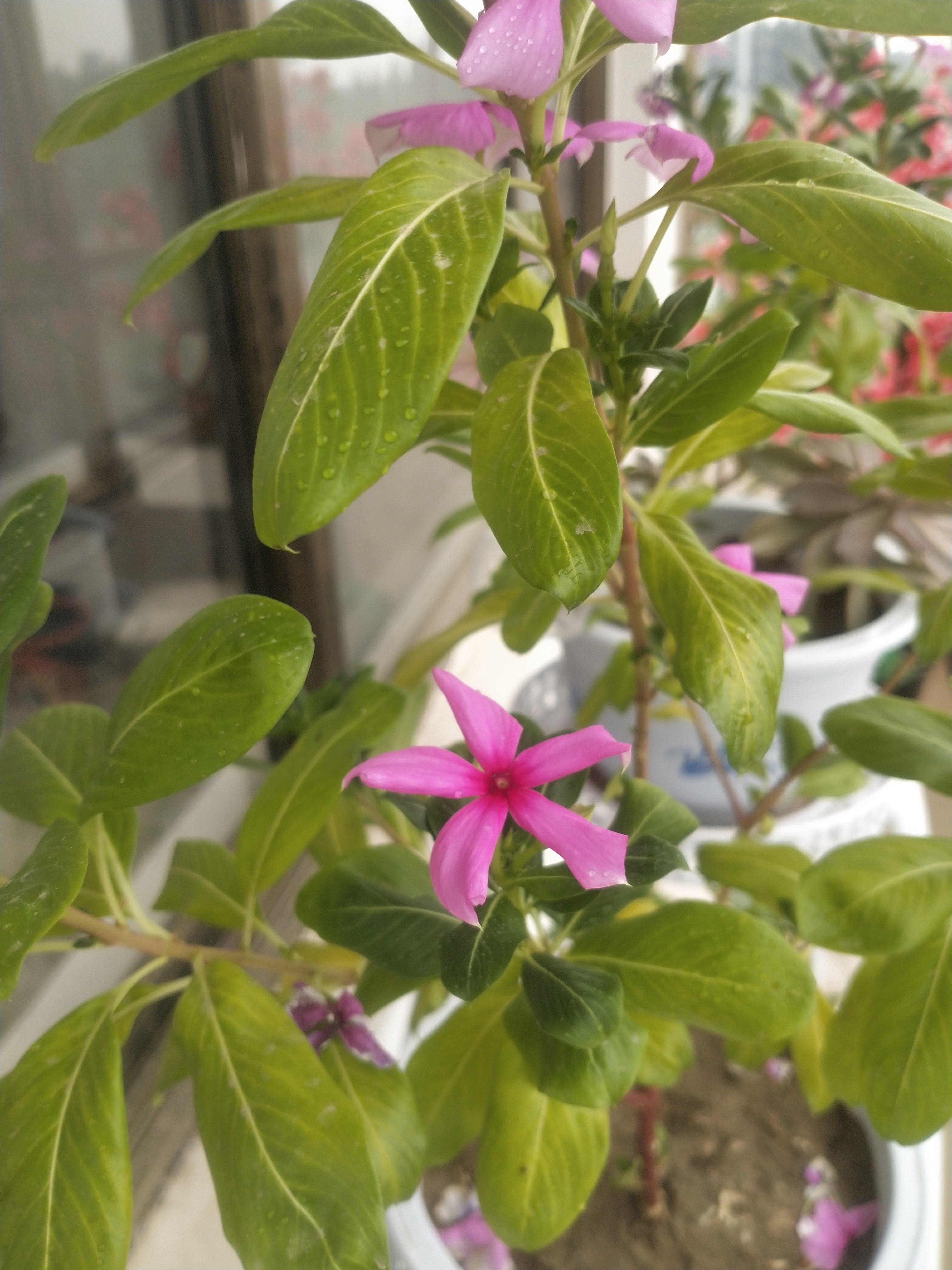 长春花叶子发黄什么原因