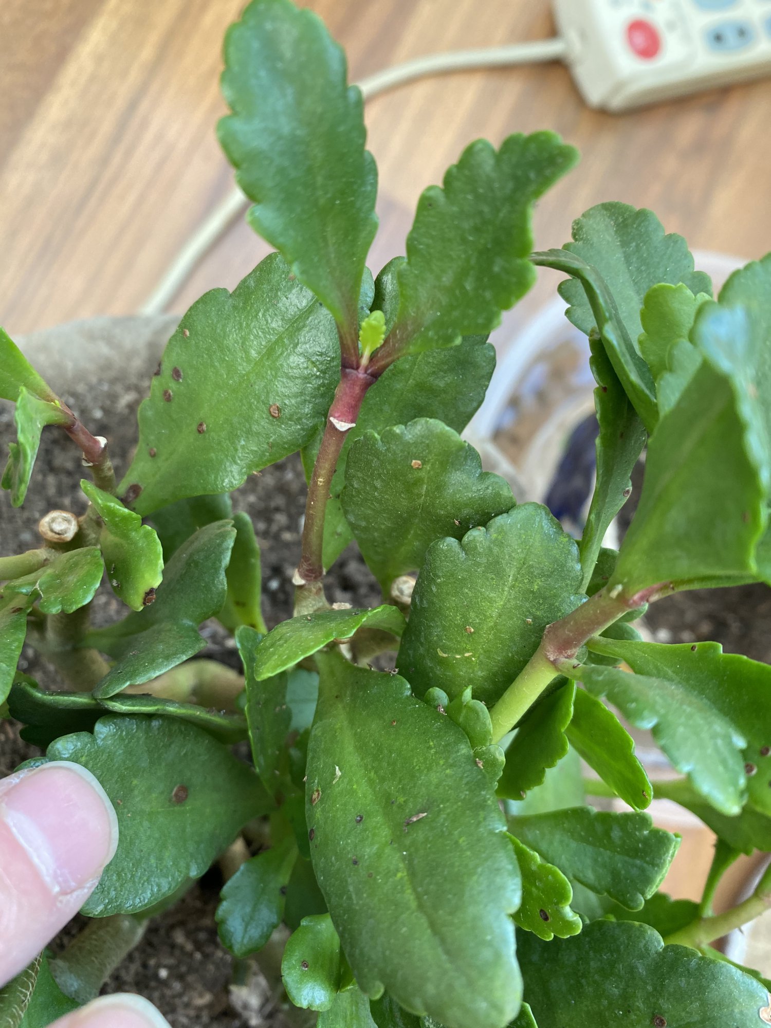 花友救急长寿花是病害吗