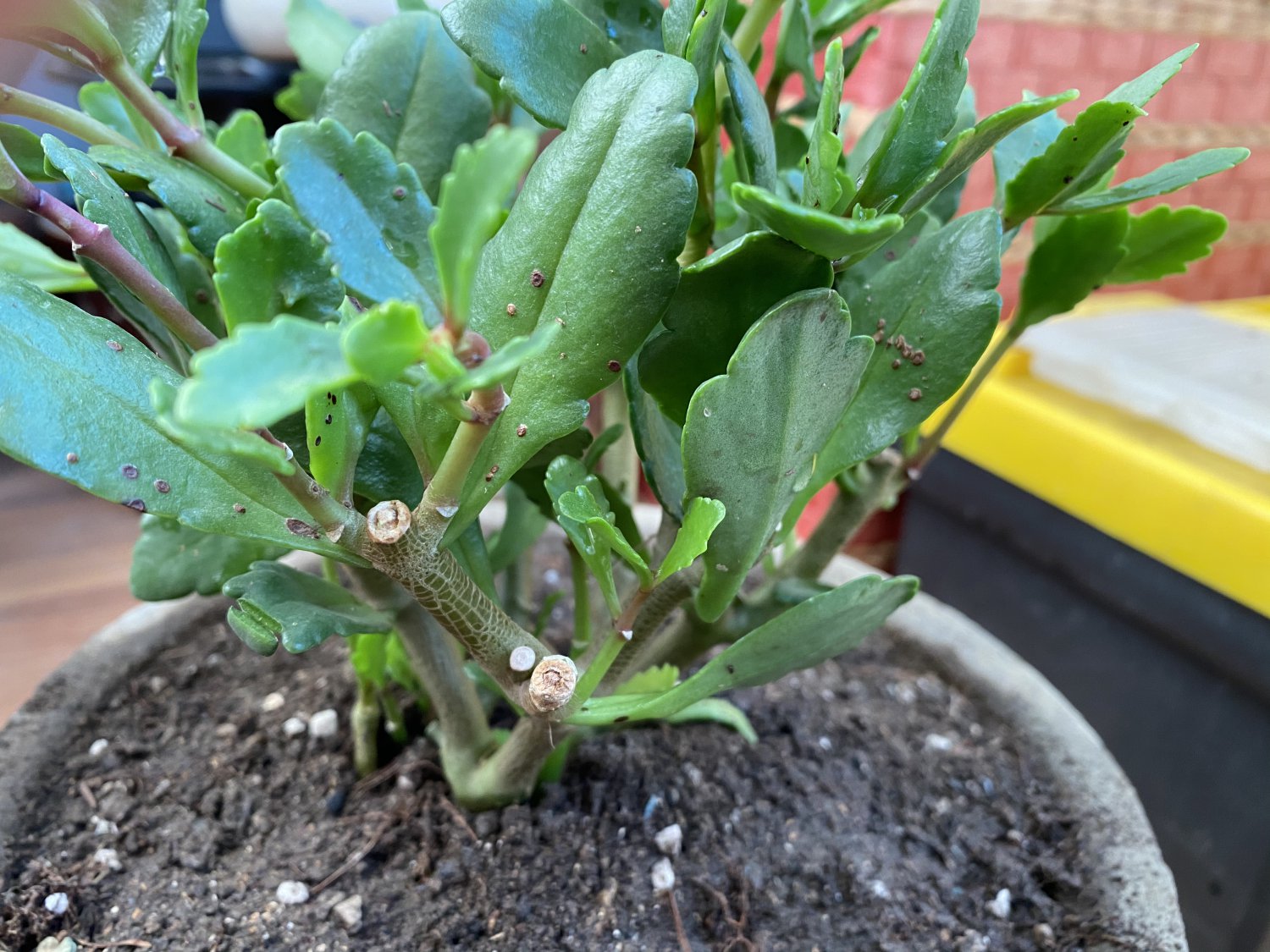 花友救急长寿花是病害吗