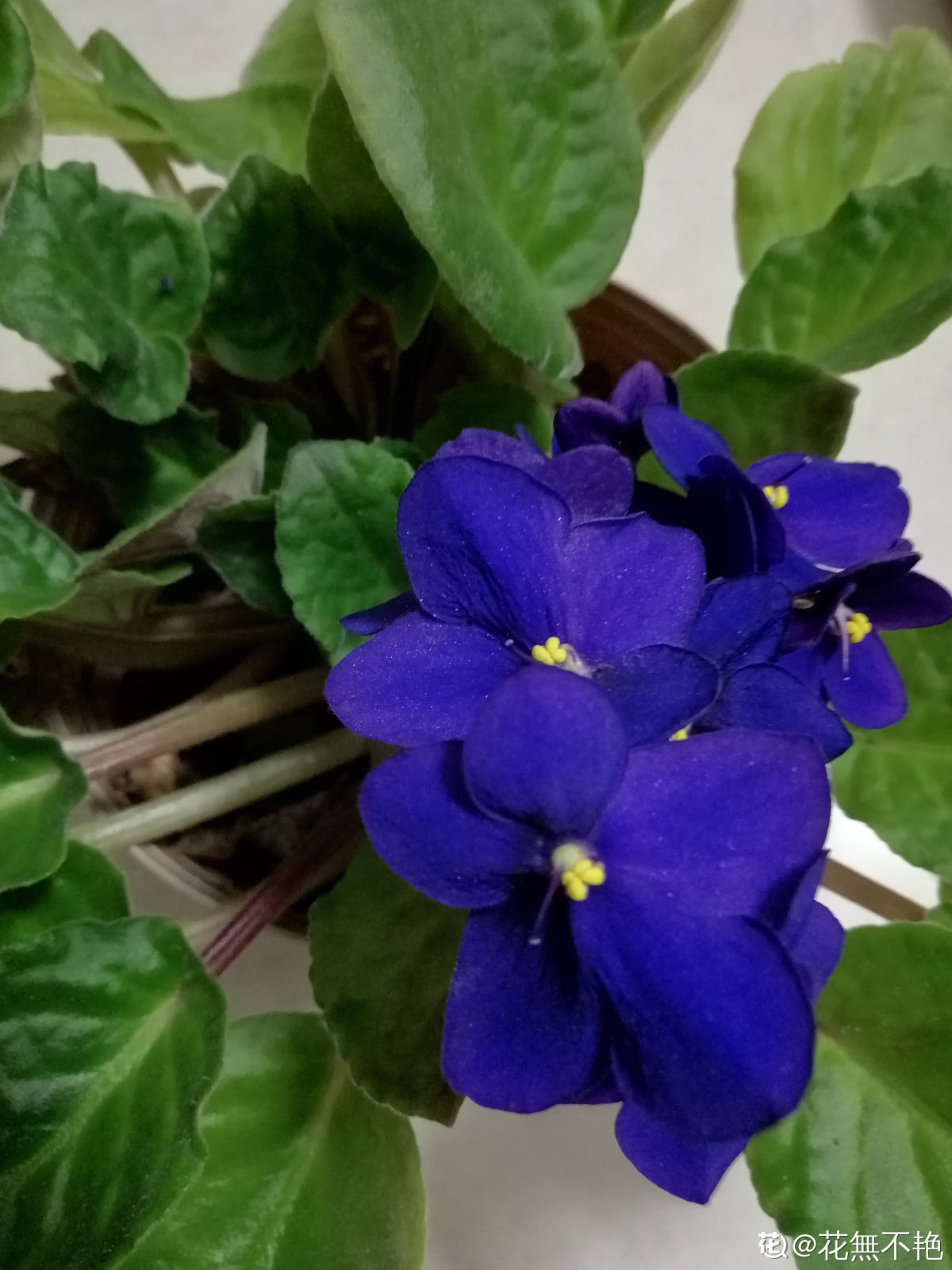 紫罗兰图片_紫罗兰的花朵图片大全 - 花卉网
