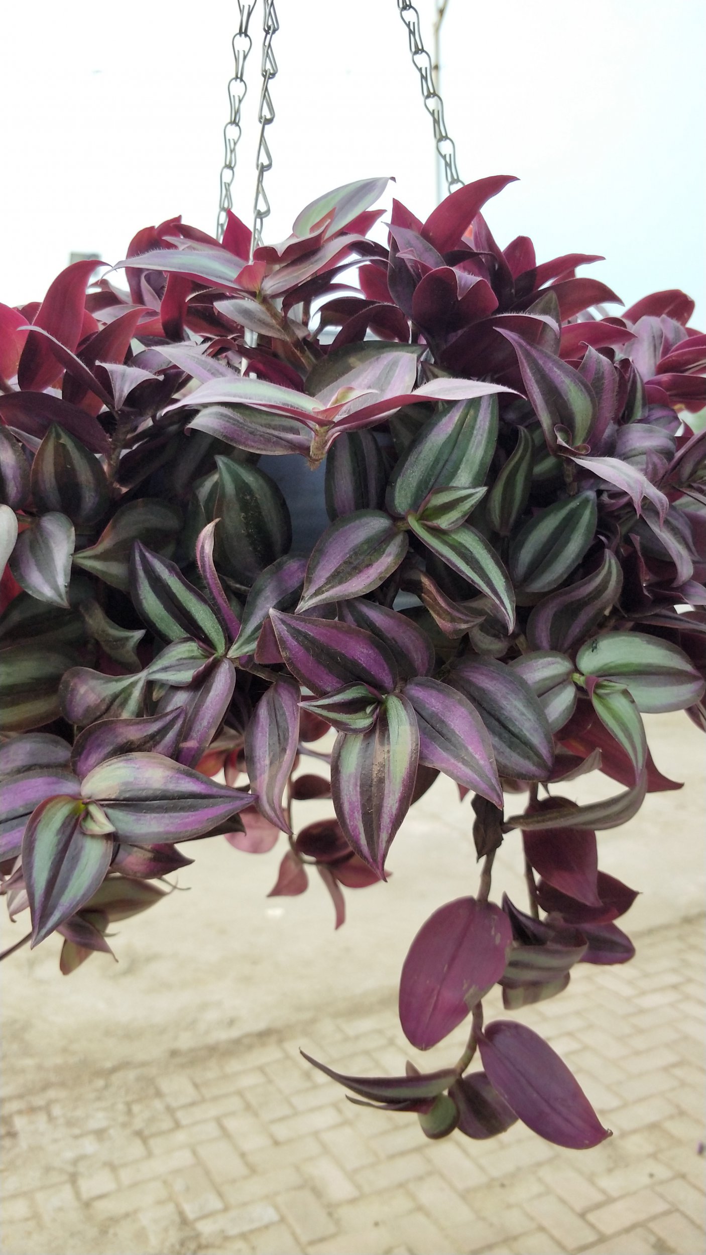 吊竹梅了解一下