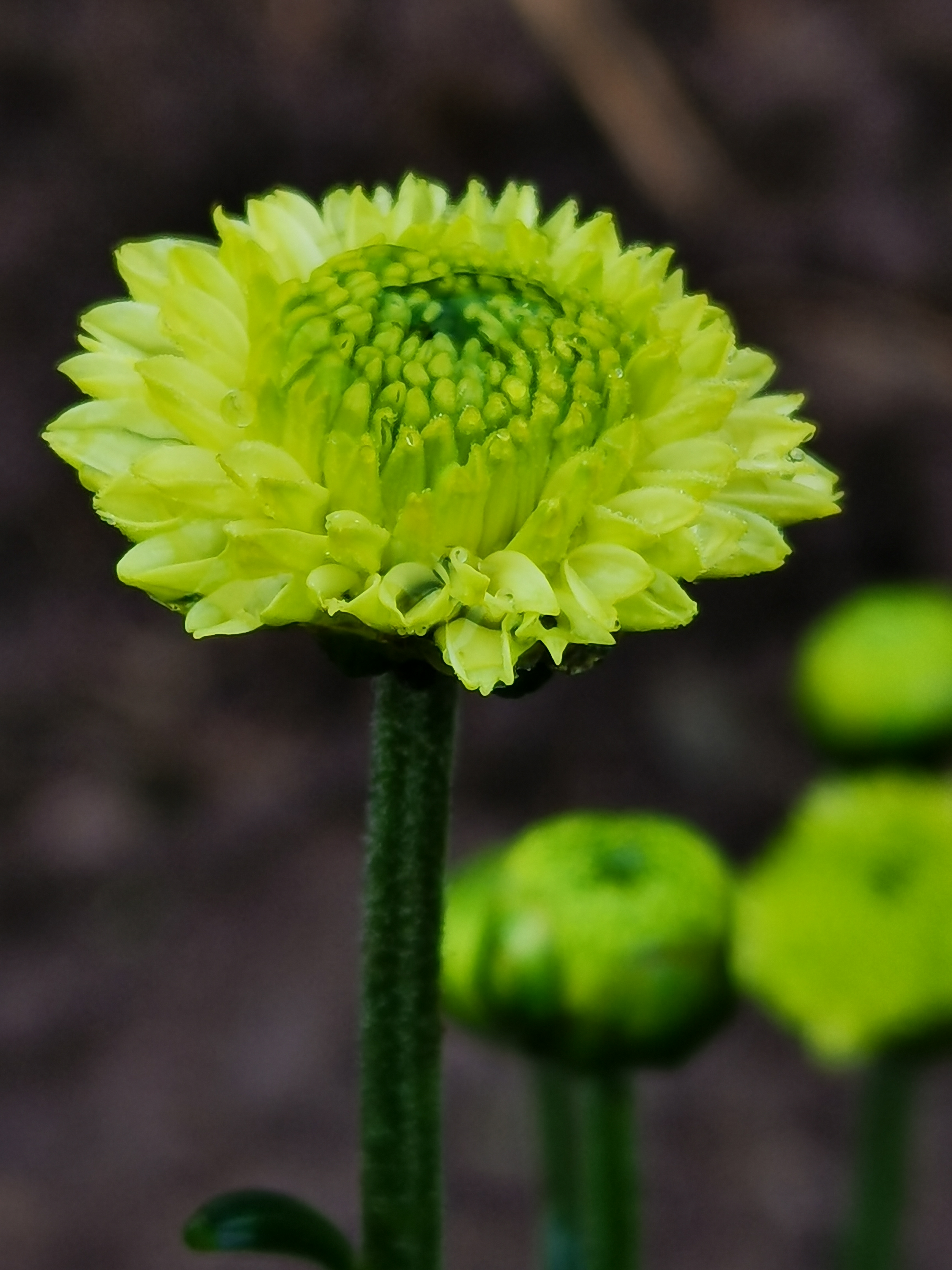 花开不并百花丛 独立疏离趣味穷