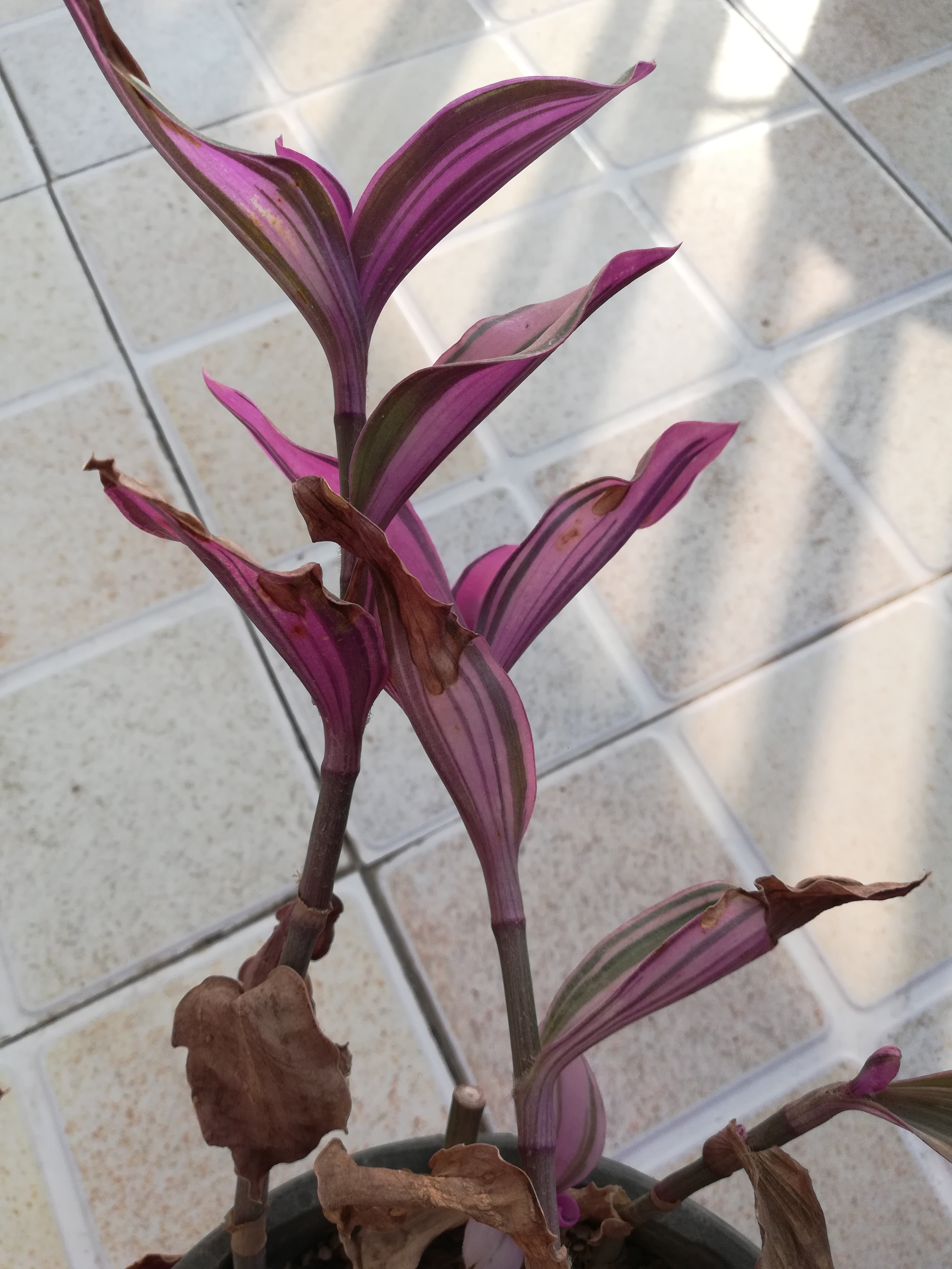 油画吊兰干叶子