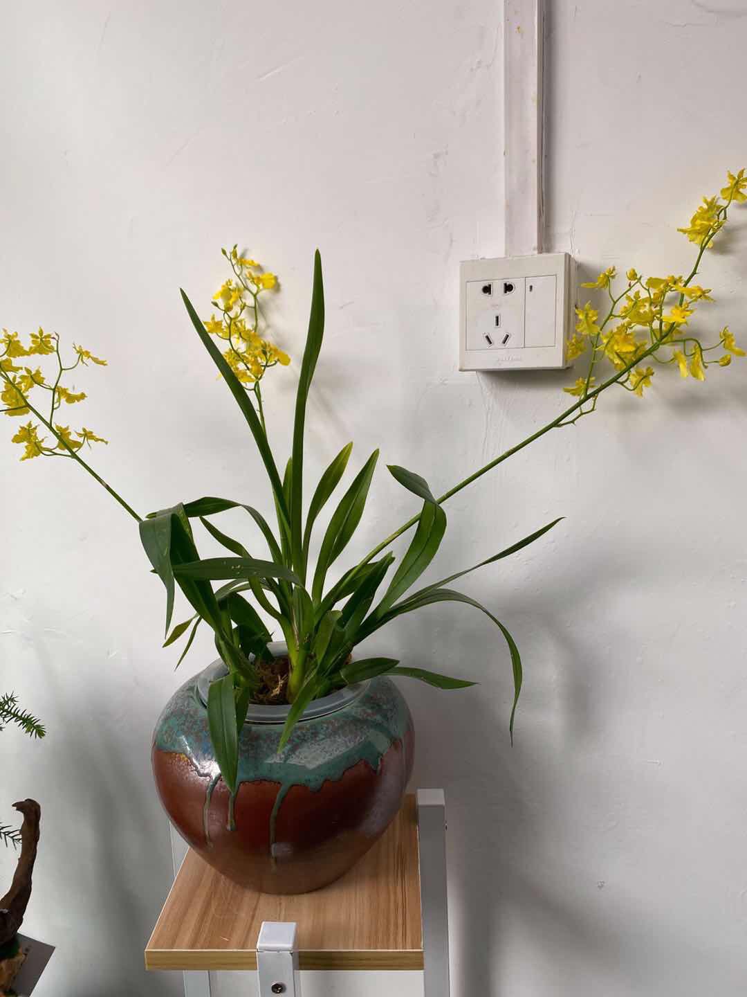 水榭花乡:水培文心兰