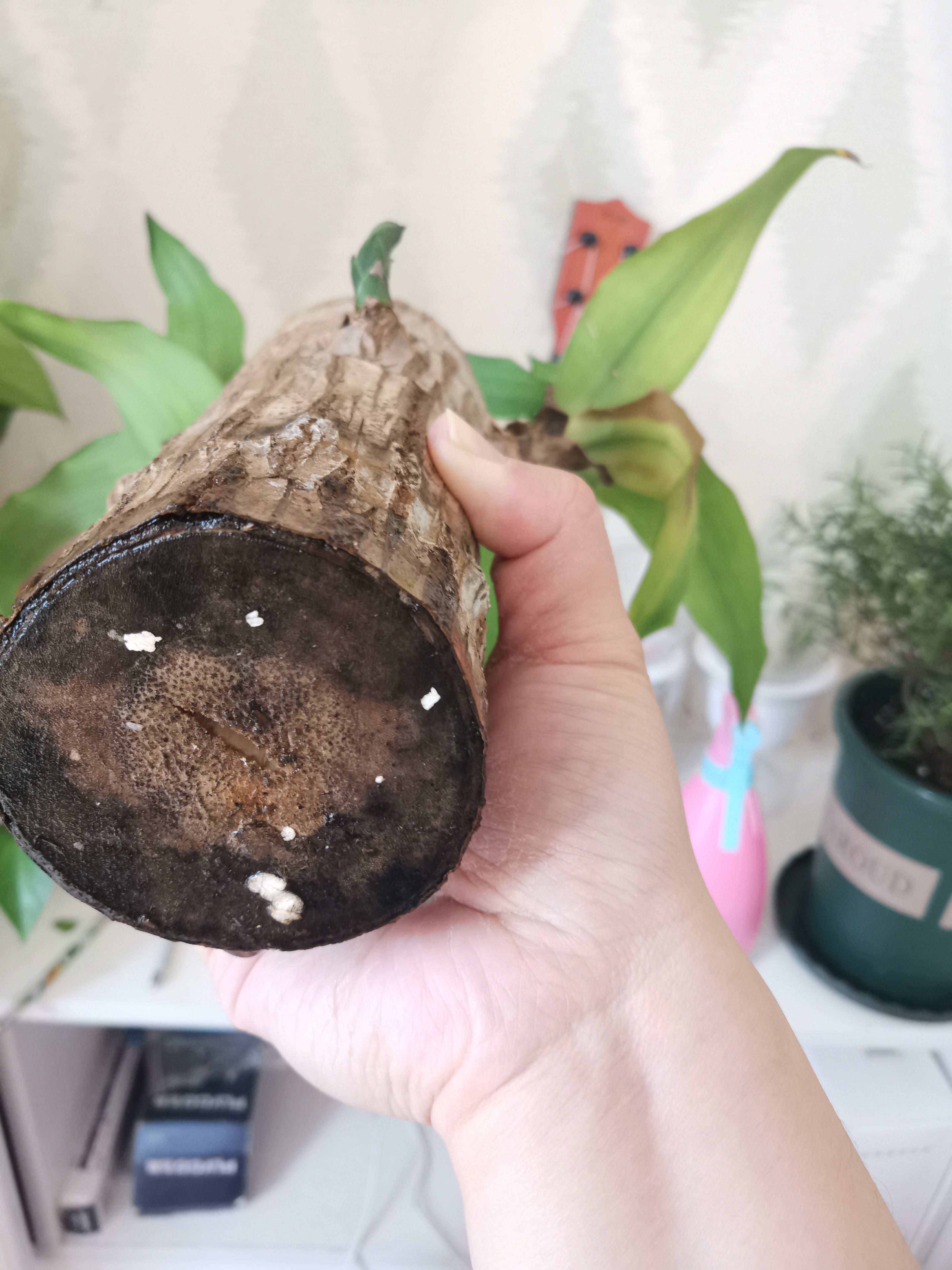 水培巴西木底部裂口怎么回事