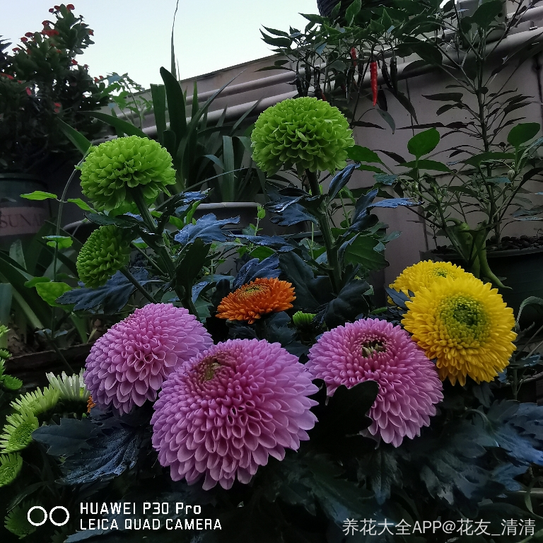 给初冬的小花园里添加几盆新鲜色彩 给初冬的小花园里添加几盆新鲜色彩