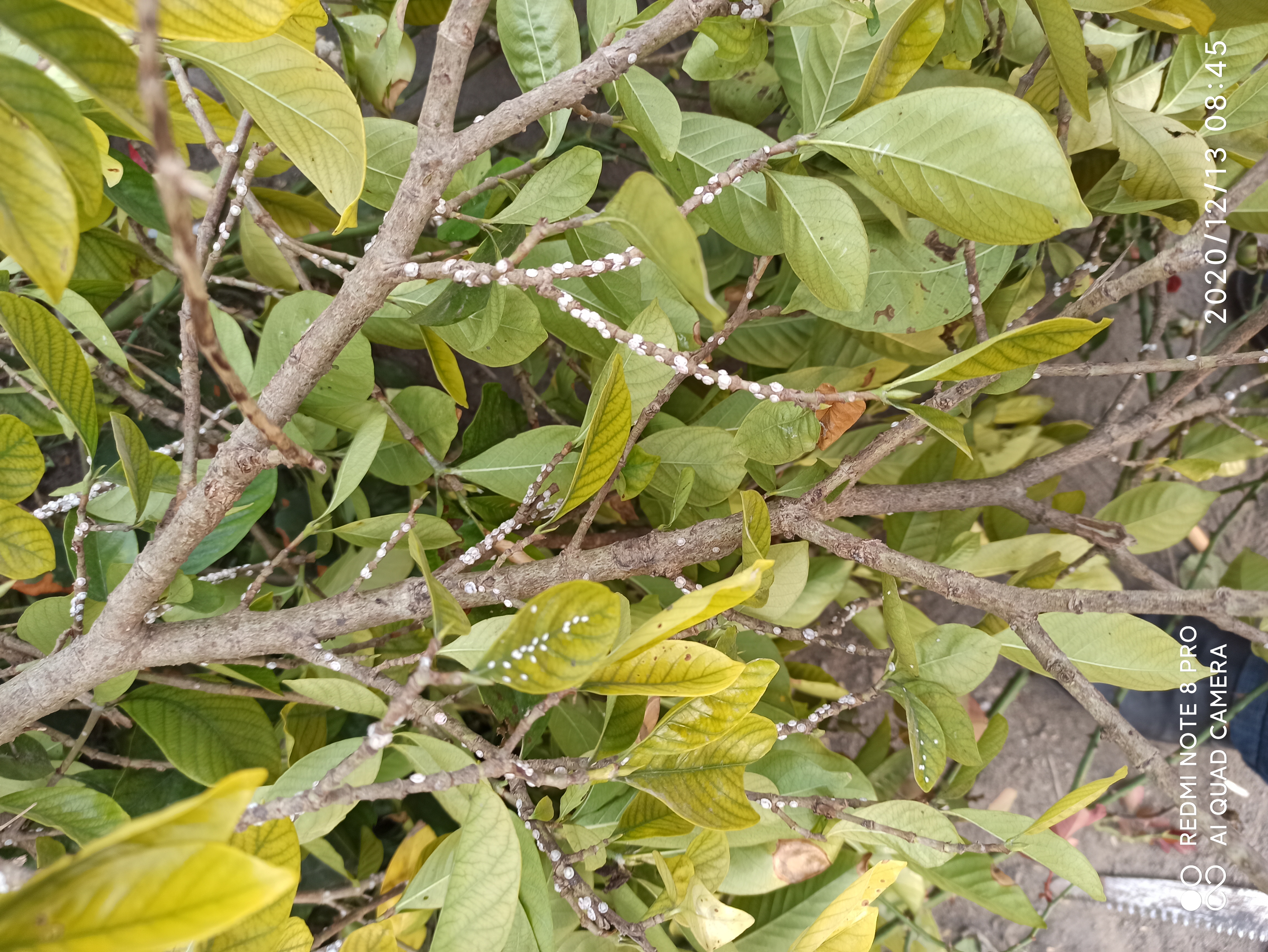 栀子花生了介壳虫怎么办