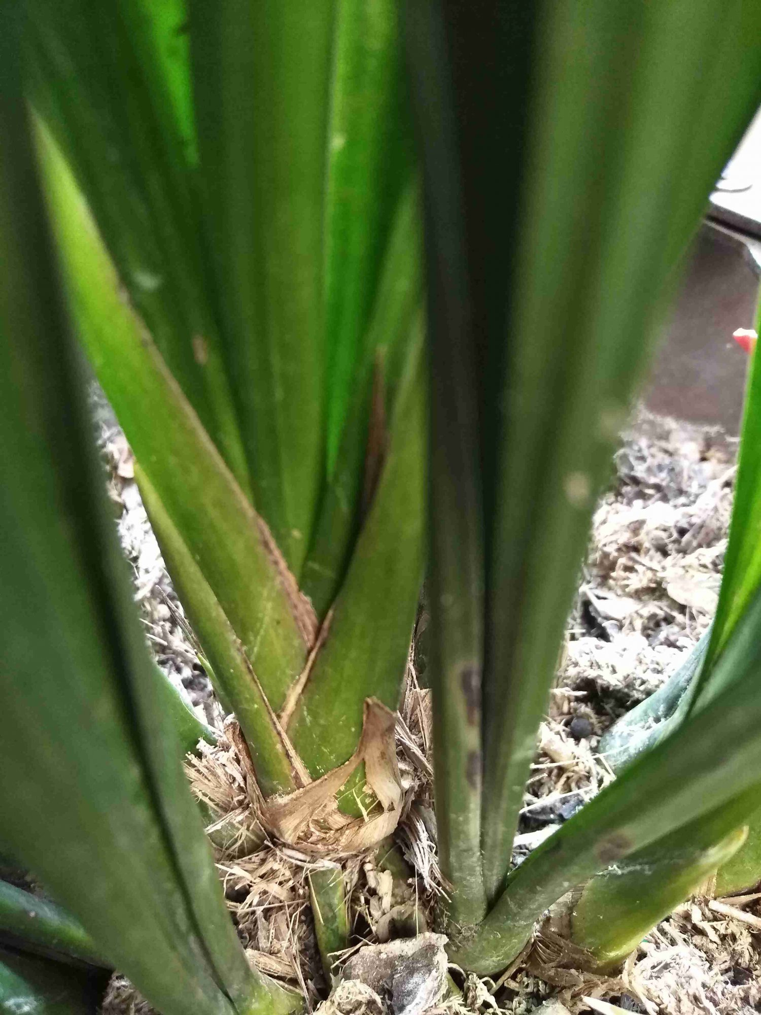 墨兰花芽的问题