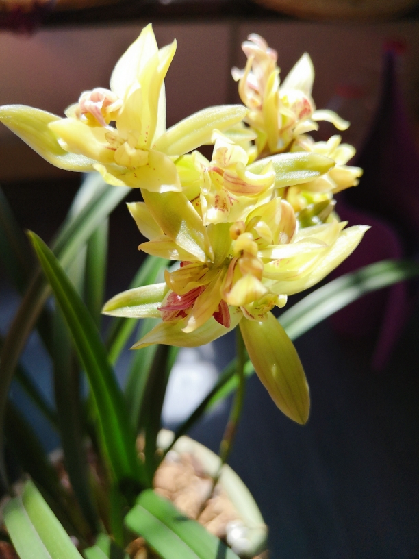 室有兰花不驻香