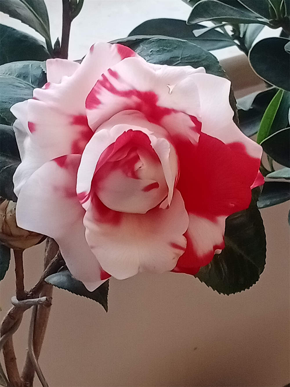 茶花吉普赛女郎