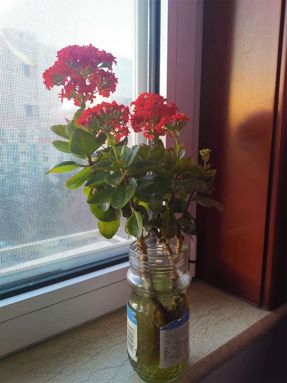 水培的长寿花开得不错