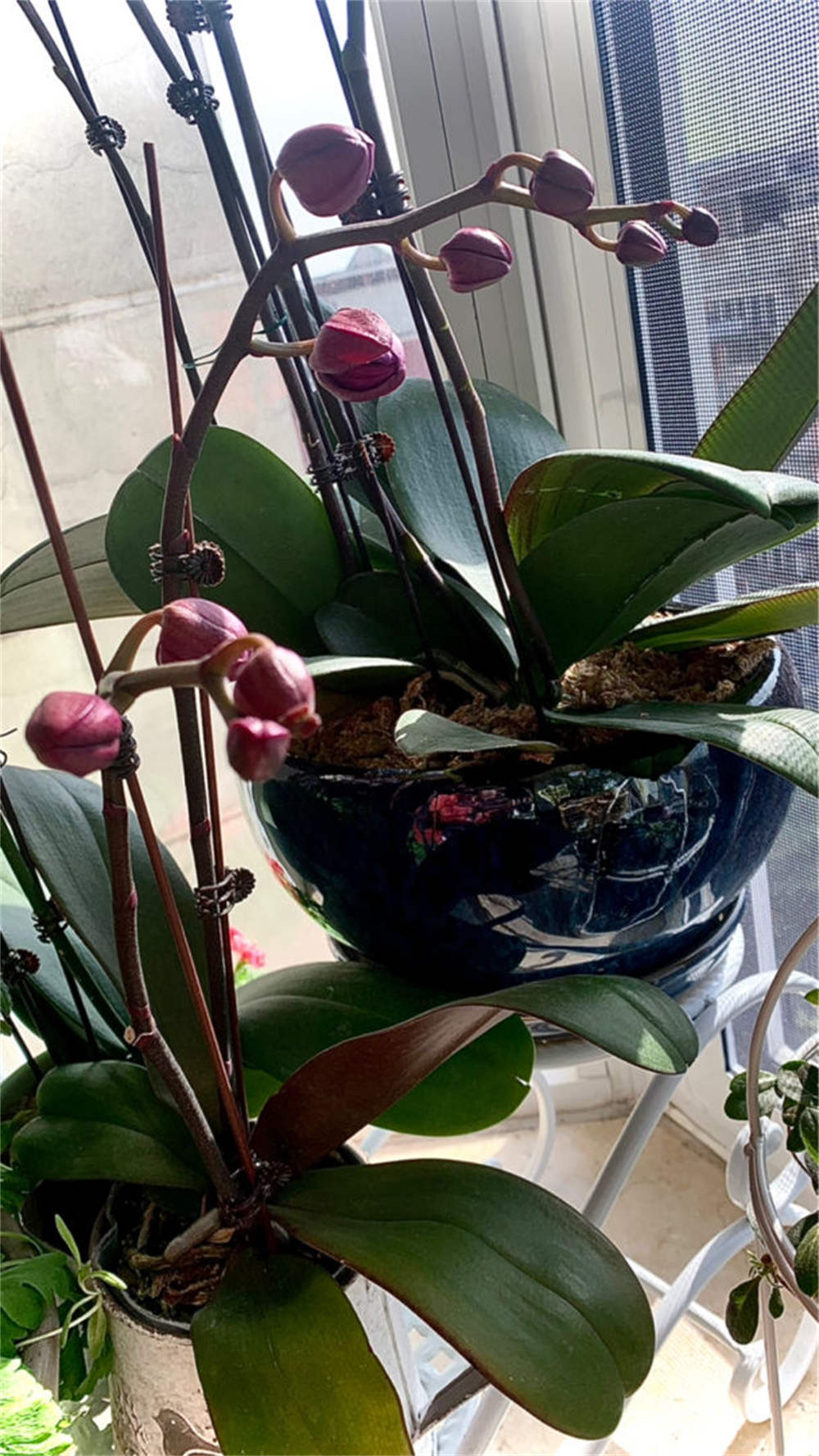 蝴蝶兰大红袍的华丽姿态