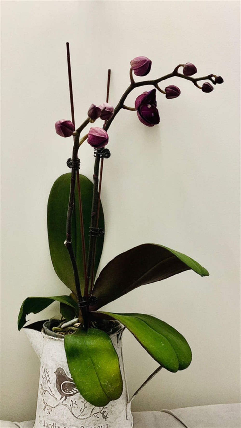 蝴蝶兰大红袍的华丽姿态