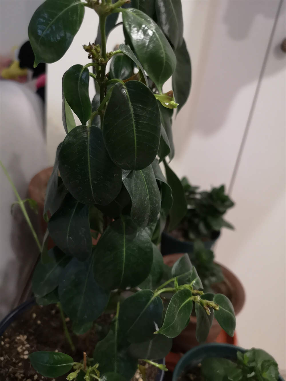 飘香藤叶子耷了