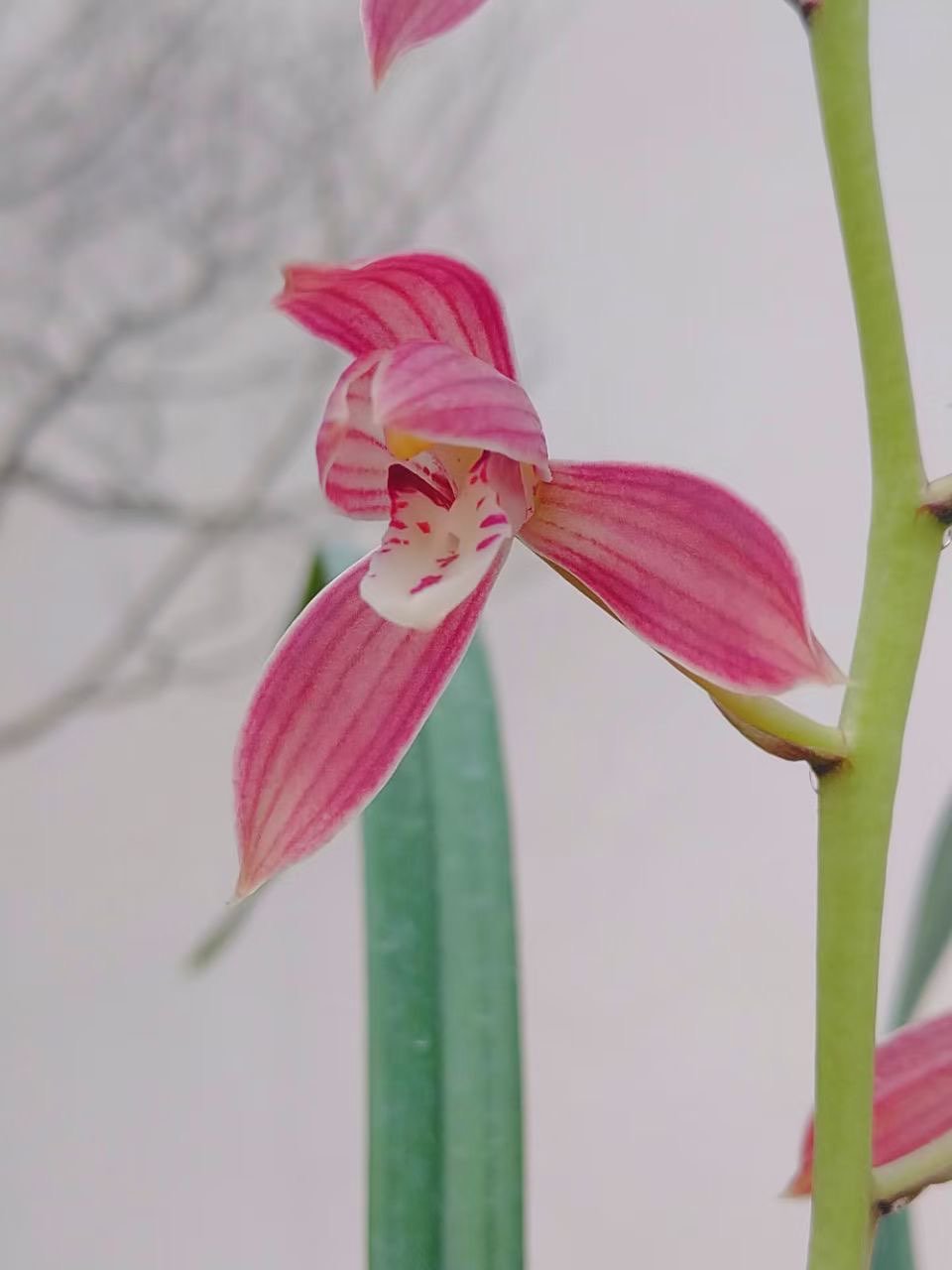 分享秋榜汇翠南红开品