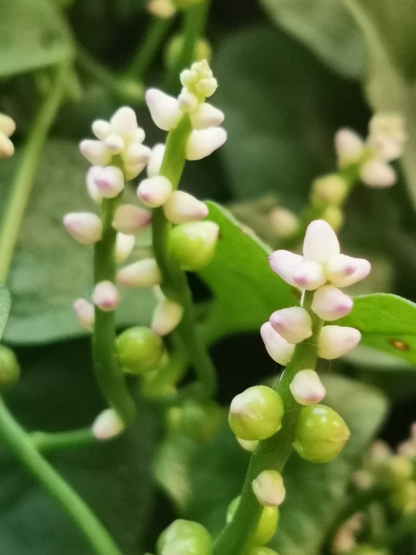 入冬时节认识一种花叫落葵,因其叶与木耳长得极为相似,因此又被叫做"