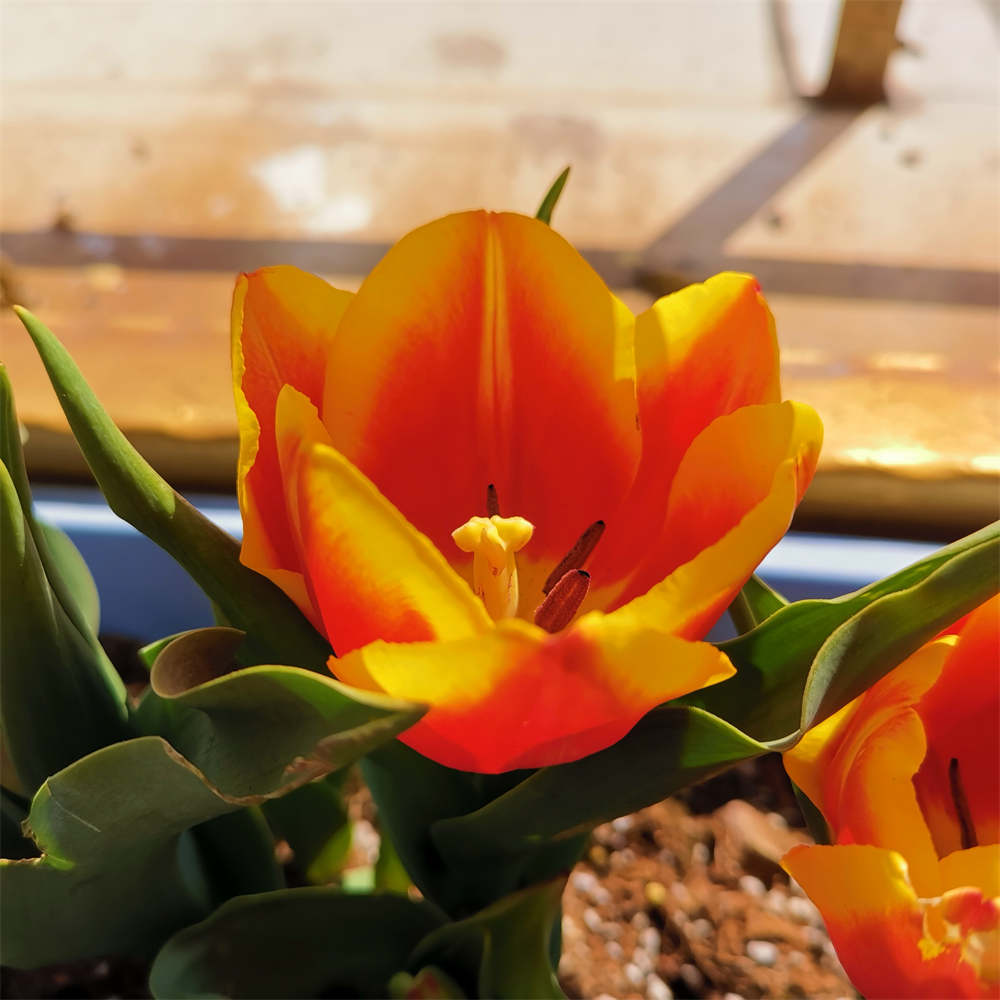 郁金香道琼斯的盛开