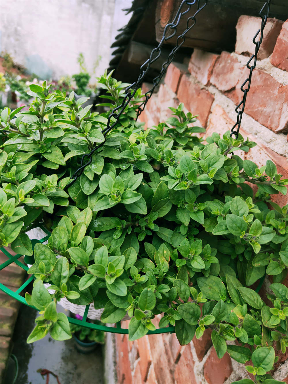 毛地黄,重瓣蜀葵,大花飞燕草,虞美人,蓝目菊,勋章菊等草花.关