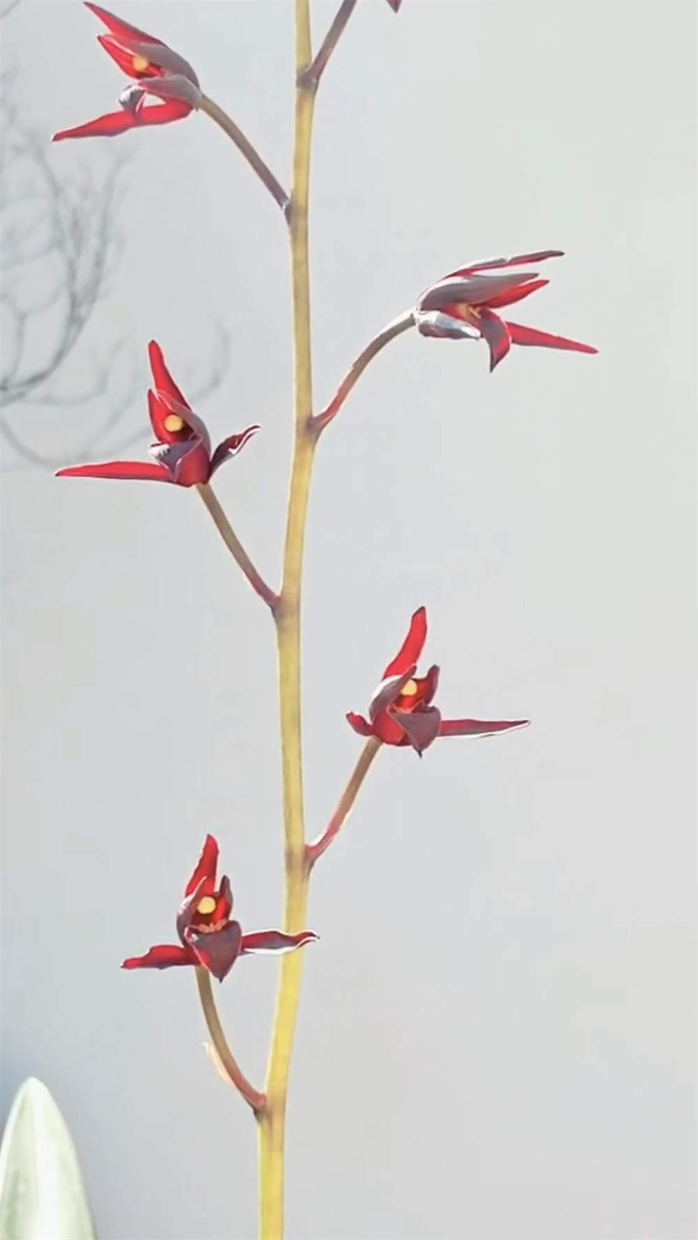 墨兰冷血中华墨宝