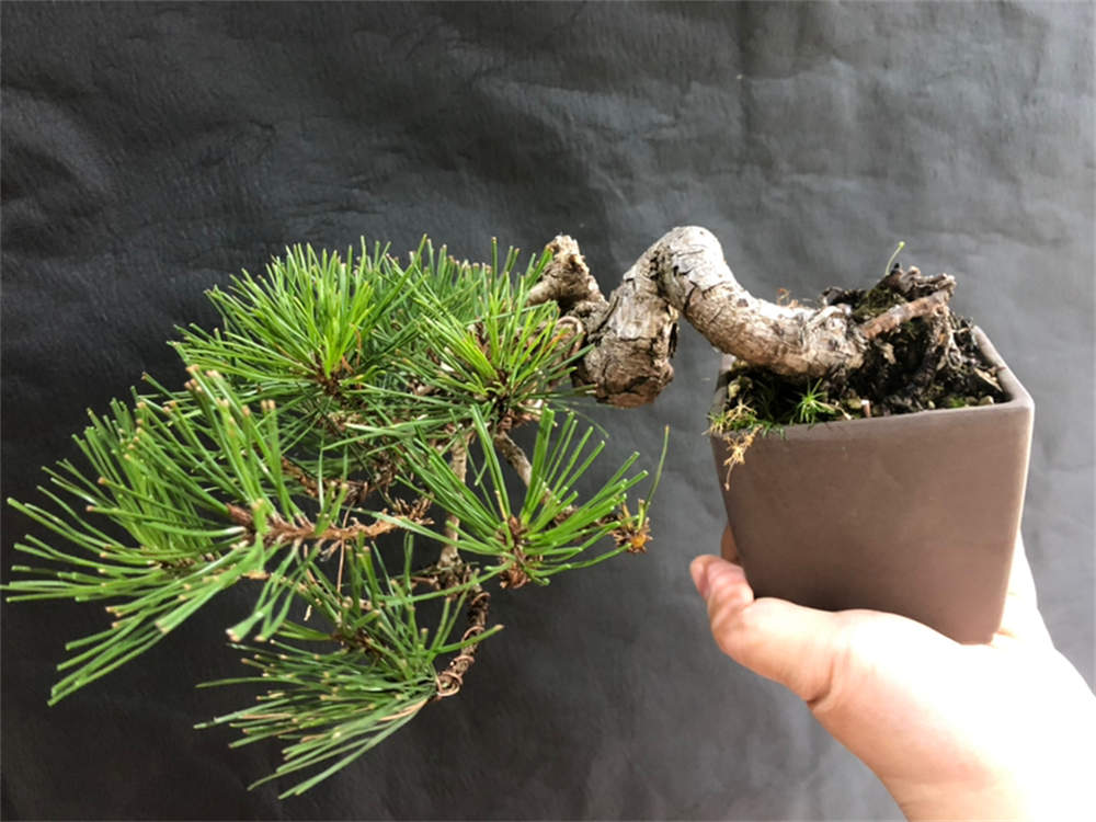 这欧洲赤松要怎么造型呢