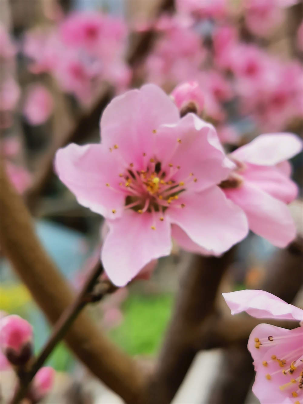 桃花依旧笑春风