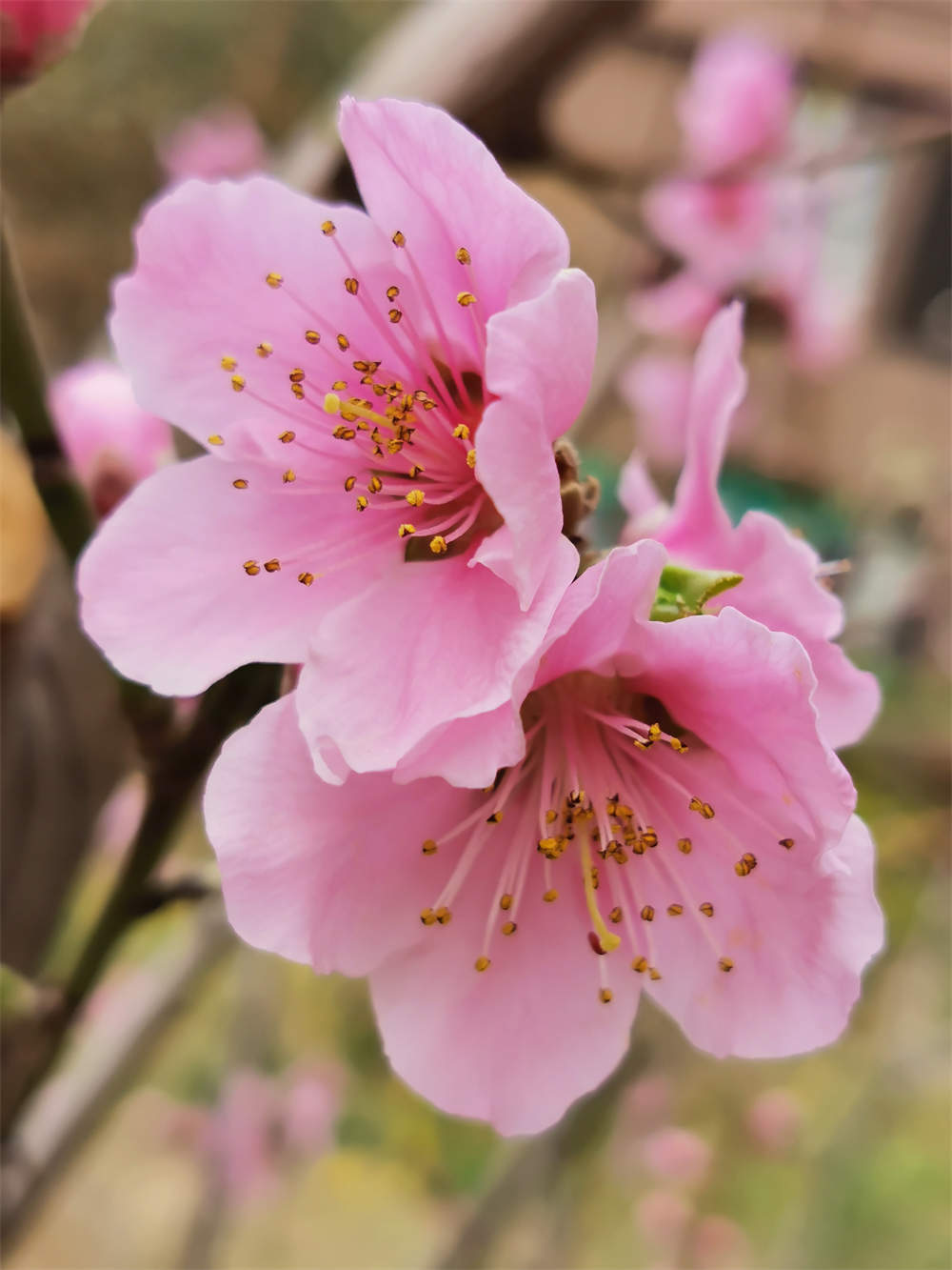 桃花依旧笑春风