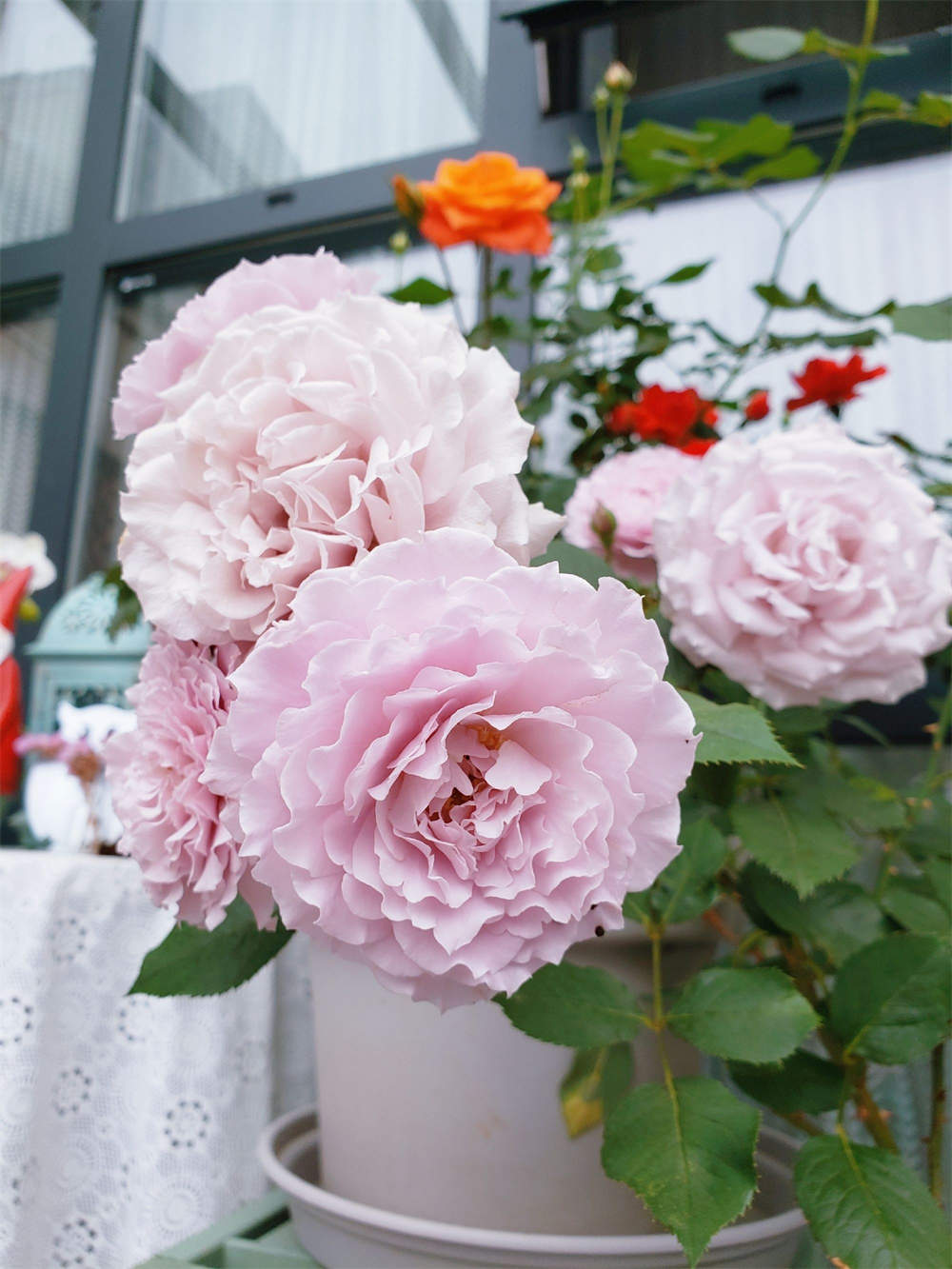 颜控挚爱月季蜻蜓