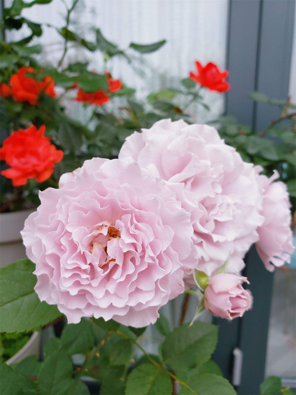 颜控挚爱月季蜻蜓