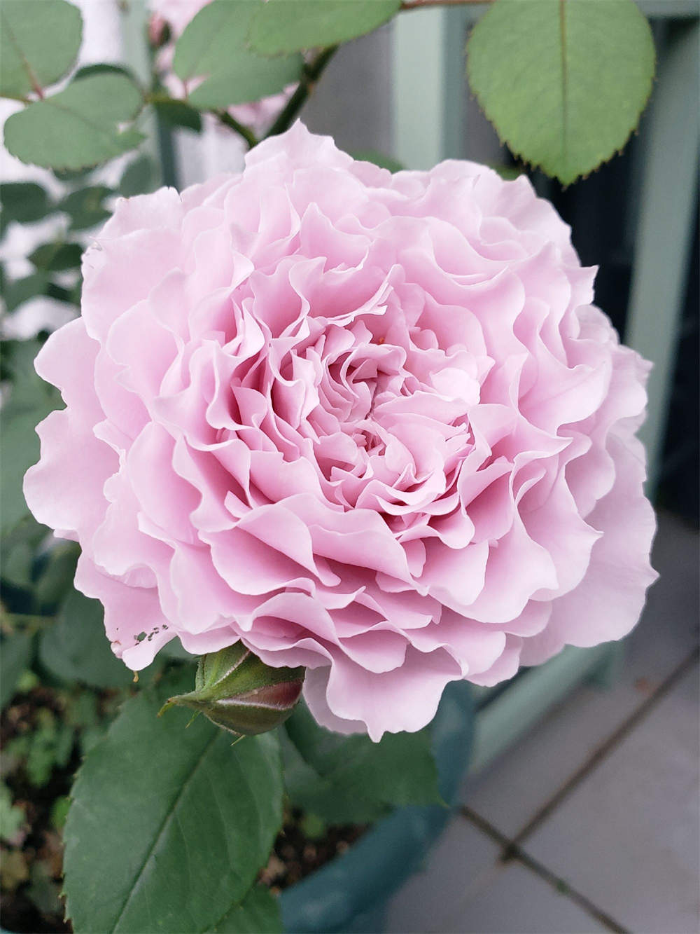 颜控挚爱月季蜻蜓