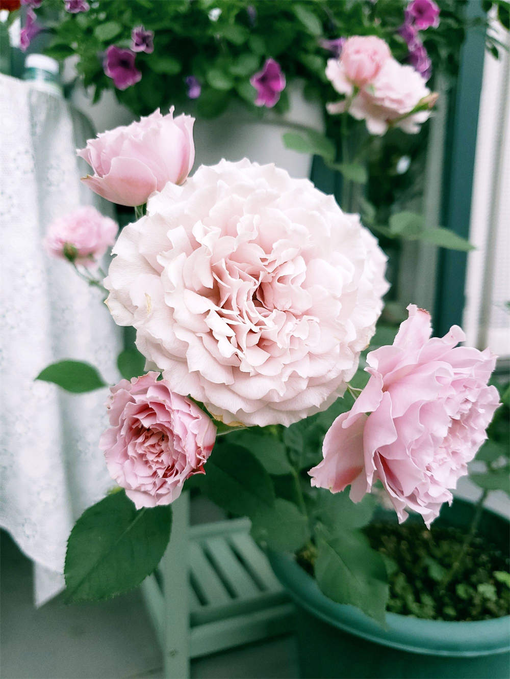 颜控挚爱月季蜻蜓