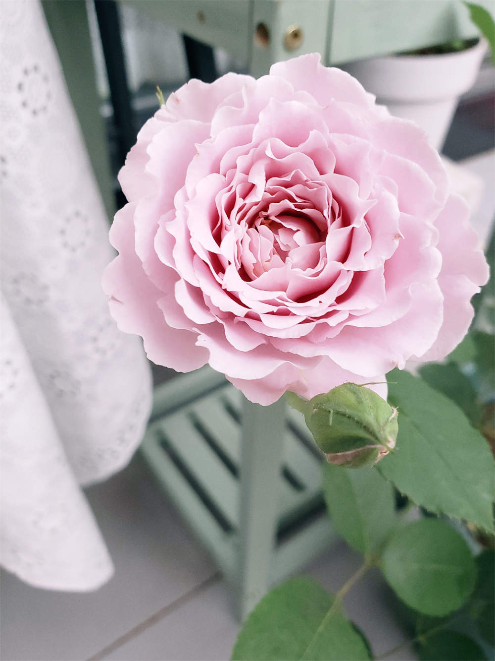 颜控挚爱月季蜻蜓