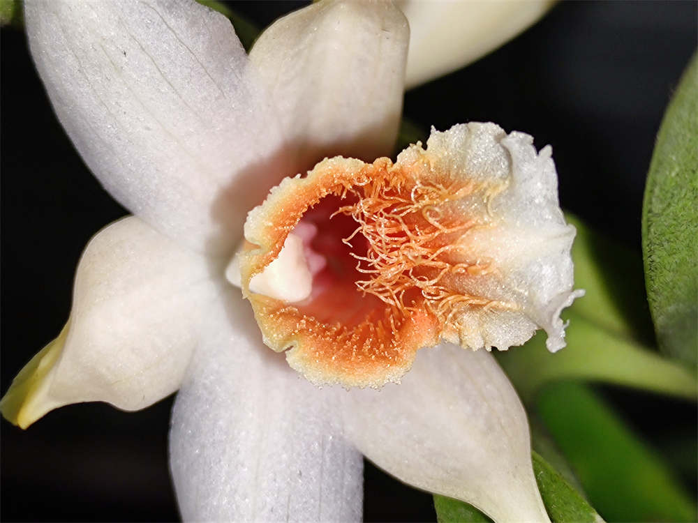 翅萼石斛黑毛石斛