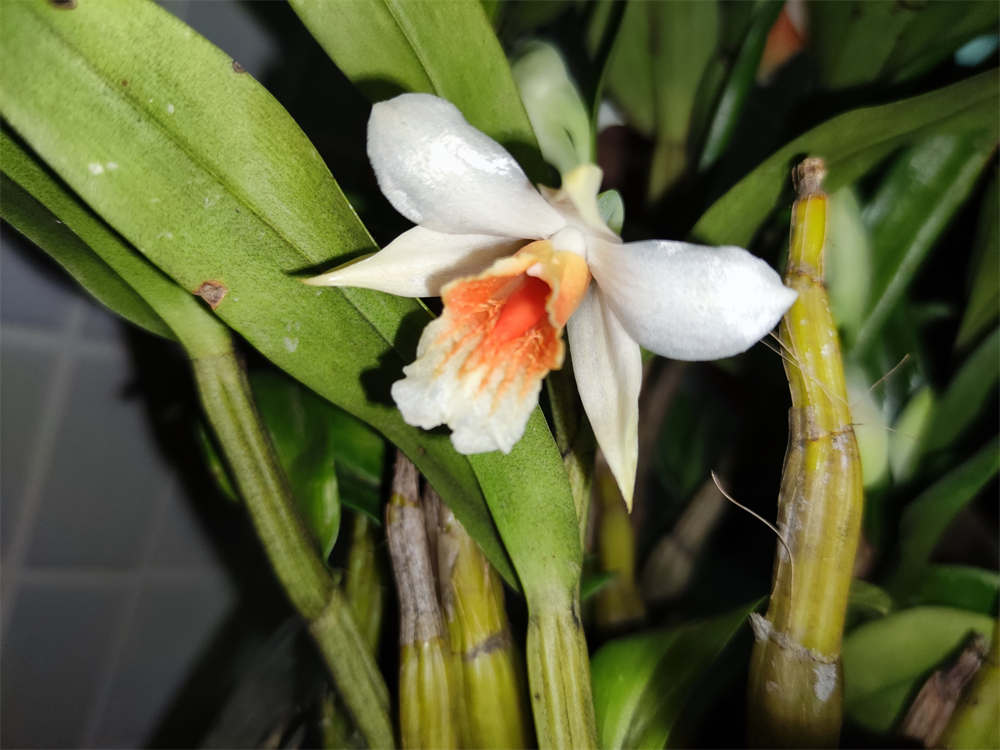 翅萼石斛黑毛石斛