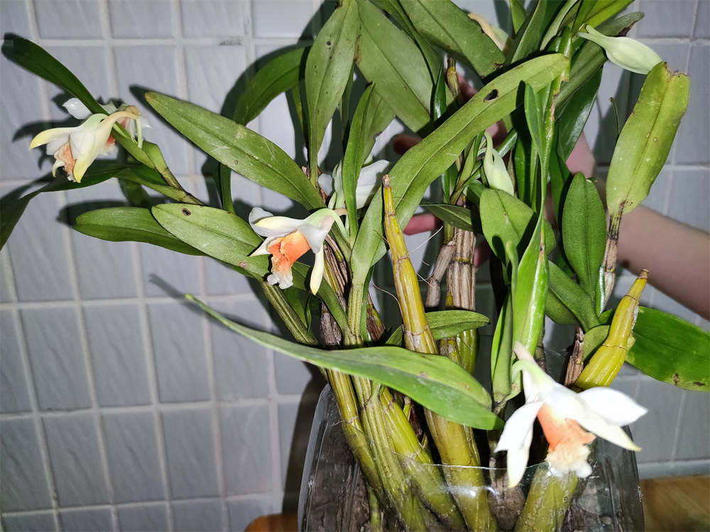 翅萼石斛黑毛石斛