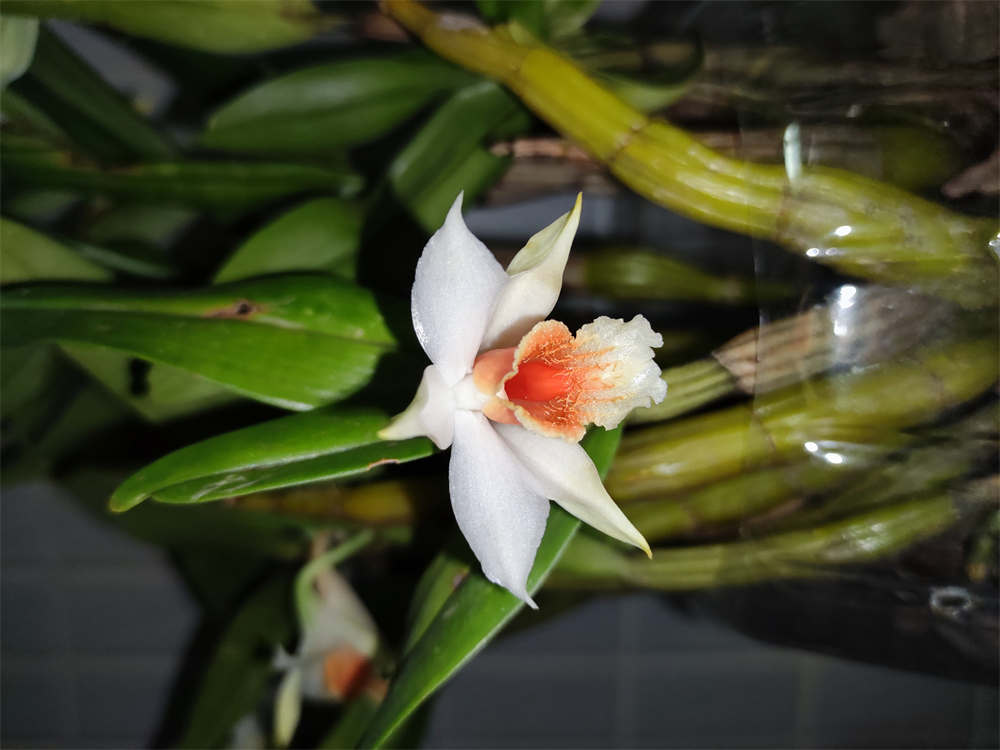 翅萼石斛黑毛石斛