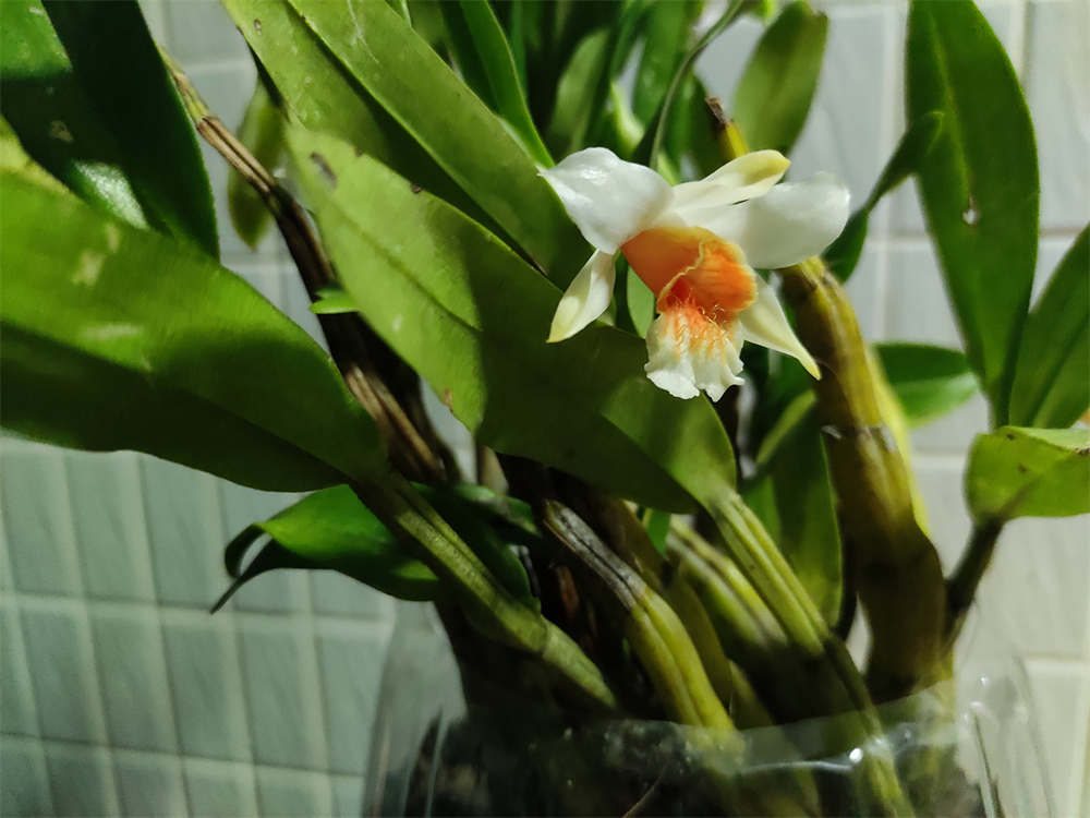 翅萼石斛黑毛石斛