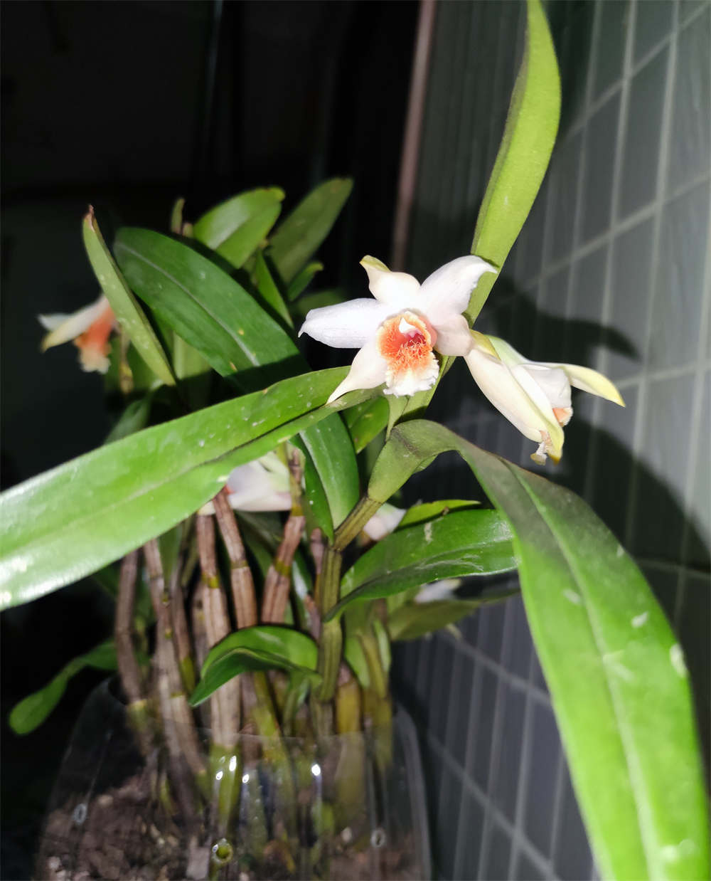 翅萼石斛黑毛石斛